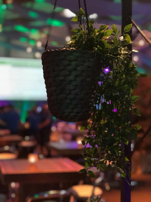 71529605-2488814217820835-440642985776906240-n1